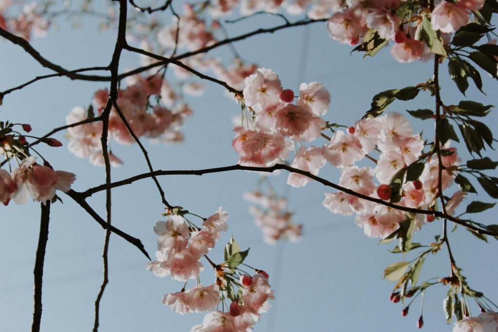 Renovaci&oacute;n anual de servicios web: Fotos de stock gratuitas de al aire libre, anual, &aacute;rbol